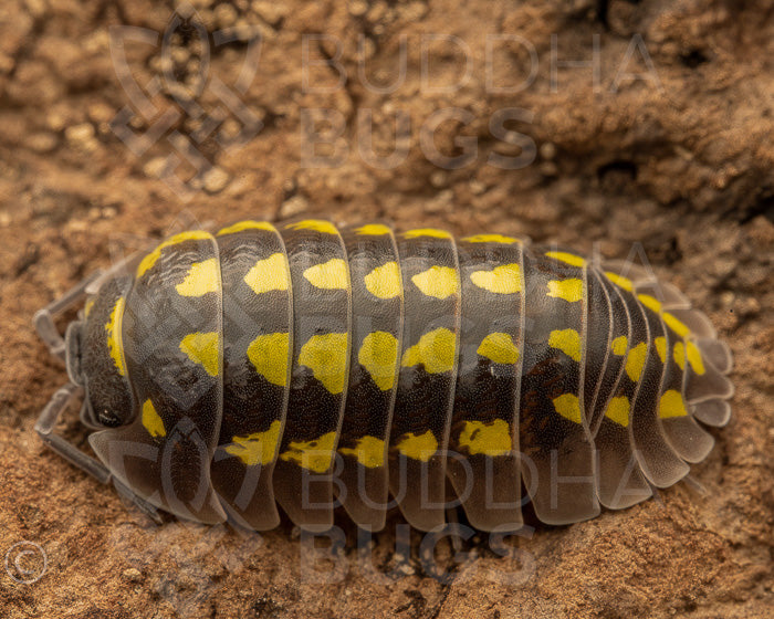 Armadillidium gestroi 