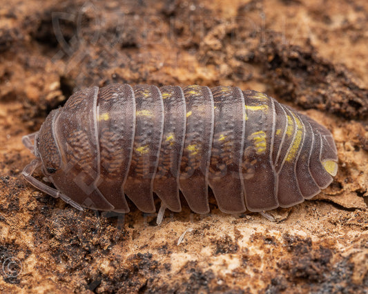 Armadillidium granulatum