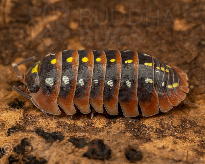 Armadillidium klugii 'Dubrovnik' (clown isopod) 