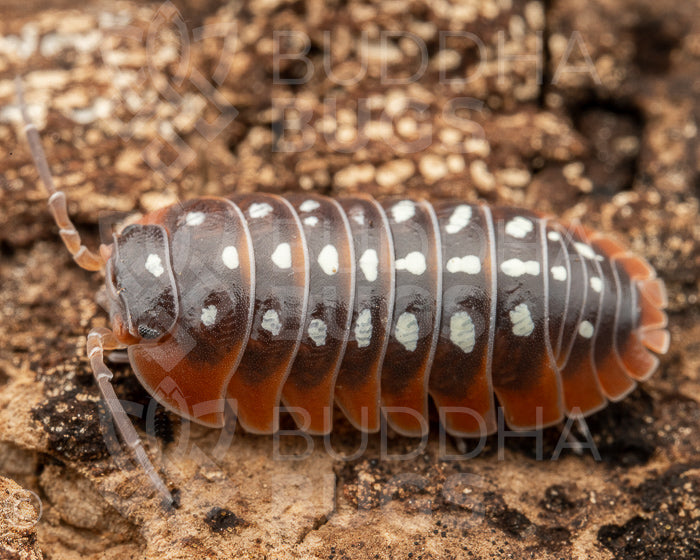 Armadillidium klugii 'Montenegro' (clown isopod) 