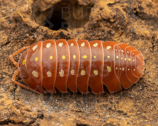 Isopods – Buddha Bugs