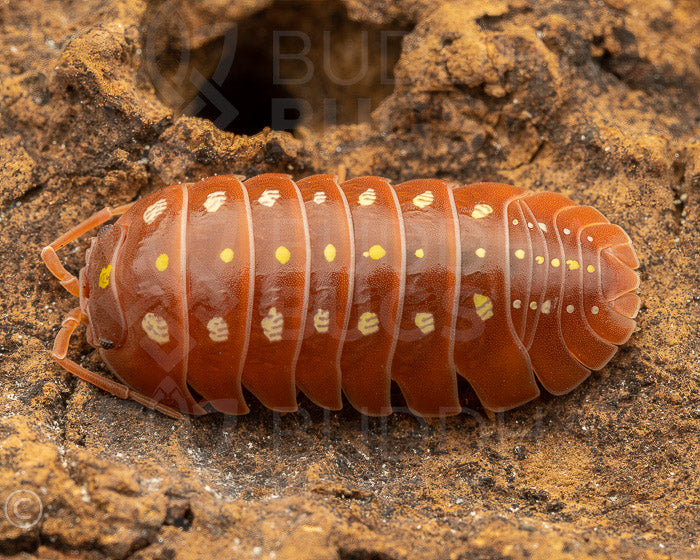 Armadillidium klugii 'Montenegro, orange' (clown isopod)