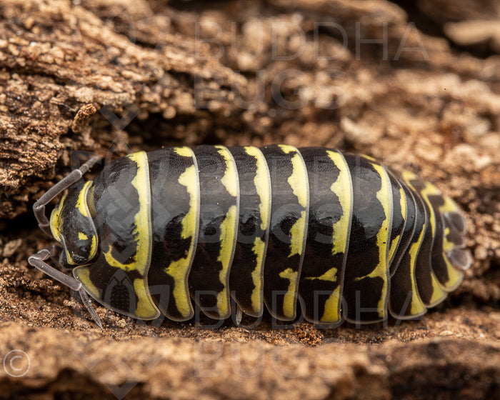 Armadillidium maculatum 'yellow zebra' (zebra isopod)