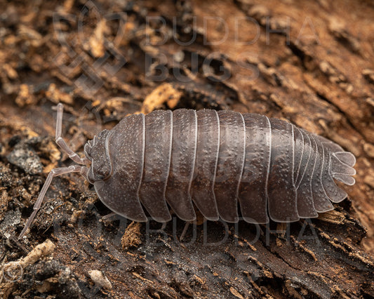 Armadillidium cf. pallasii ‘Croatia’ Croatian giant isopod