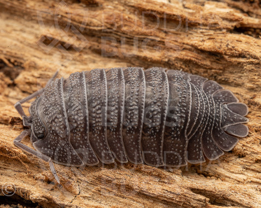 Armadillidium peraccae