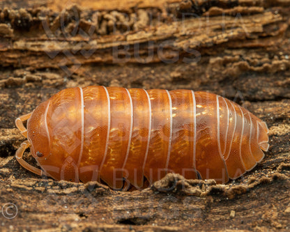 Armadillidium vulgare 'St. Lucia' (common pill woodlouse) 12ct