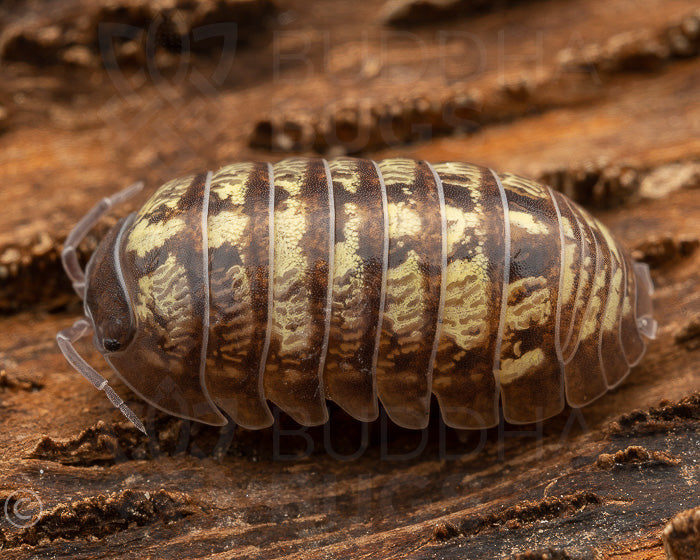 Armadillidium vulgare 'St. Lucia' (common pill woodlouse) 12ct