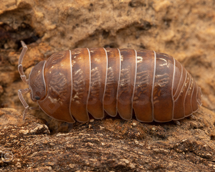 Armadillidium vulgare 'St. Lucia' (common pill woodlouse) 12ct