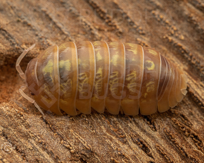 Armadillidium vulgare 'T+ albino'