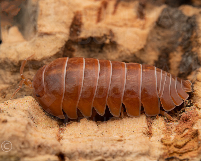 Armadillidium vulgare 'orange vigor' 