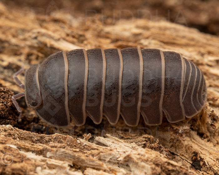 Armadillo officinalis 'Spain' 