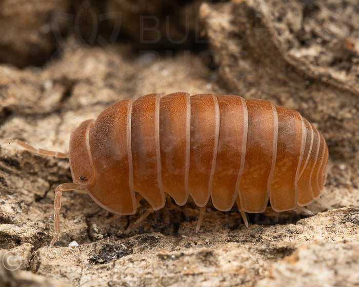 Armadillo officinalis 'red'