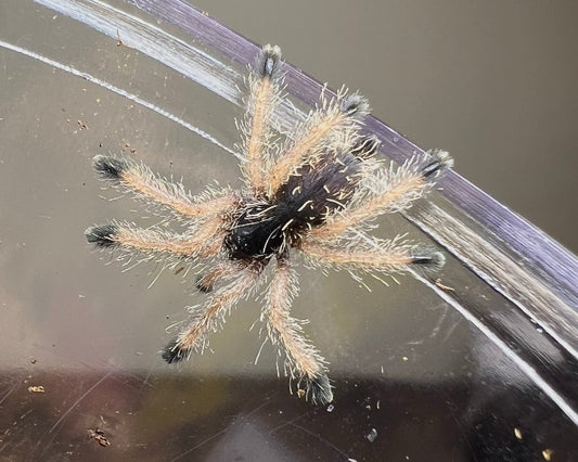 Avicularia variegata, formerly A. bicegoi (Brazilian wooly pink-toe tarantula) 0.5"