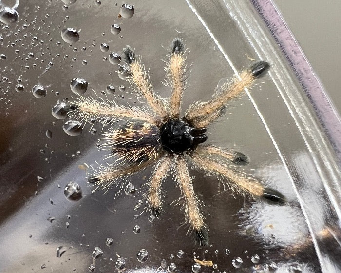 Avicularia geroldi, nomen dubium (Brazilian blue & green pink-toed tarantula) 0.75"