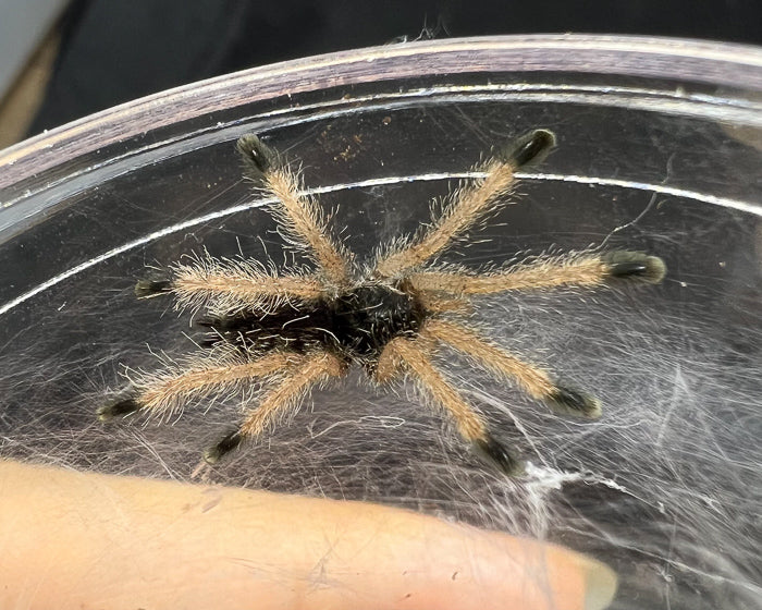 Avicularia juruensis morphotype 2, formerly A. sp. 'Peru purple' (Peruvian purple pink-toe tarantula) 0.75"