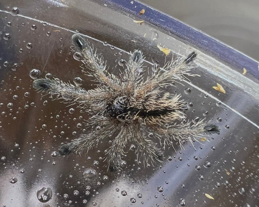 Avicularia merianae (Tarapoto pink toe tarantula) 0.75"