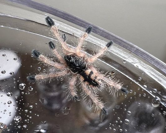 Avicularia minatrix (Venezuelan red-striped pink-toed tarantula) 0.75"