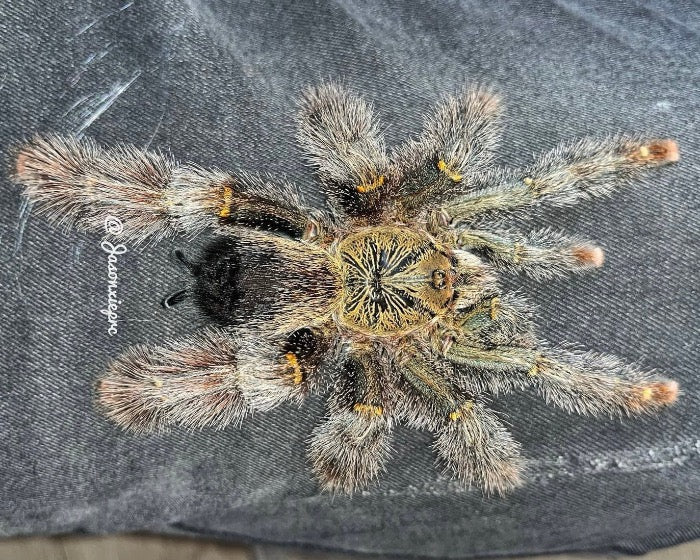 Avicularia rufa ‘Brazil’ (yellow-banded pink-toed tarantula) 0.75"