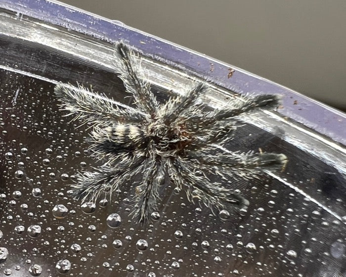 Avicularia cf. purpurea 'Colombia' (Colombian purple pink toe tarantula) 0.5"