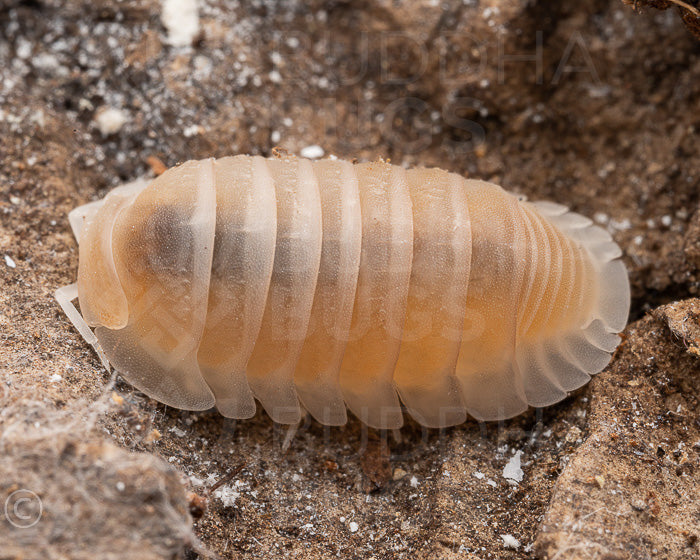 Cubaris murina 'glacier' (little sea pill woodlouse) – Buddha Bugs