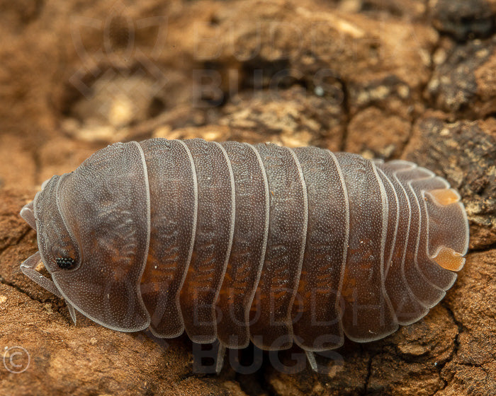 Cubaris murina (little sea pill woodlouse) 12ct – Buddha Bugs