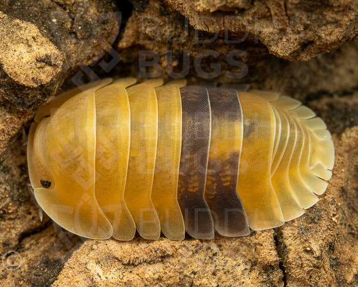 Cubaris sp. 'amber' 