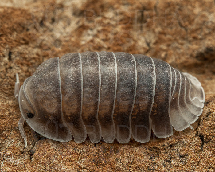 Cubaris sp. 'black panda' panda king isopod