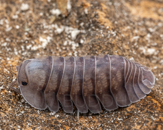 Cubaris sp. 'blue pigeon'