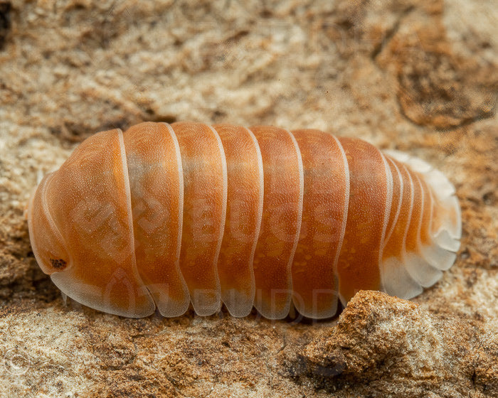 Cubaris sp. 'citrus/albino black panda'