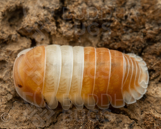 Cubaris sp. 'red panda' panda king isopod morph