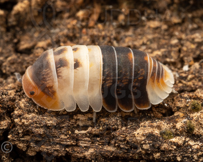 Cubaris sp. 'white shark' isopod