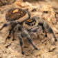 Phidippus regius (orange regal jumping spider) CB