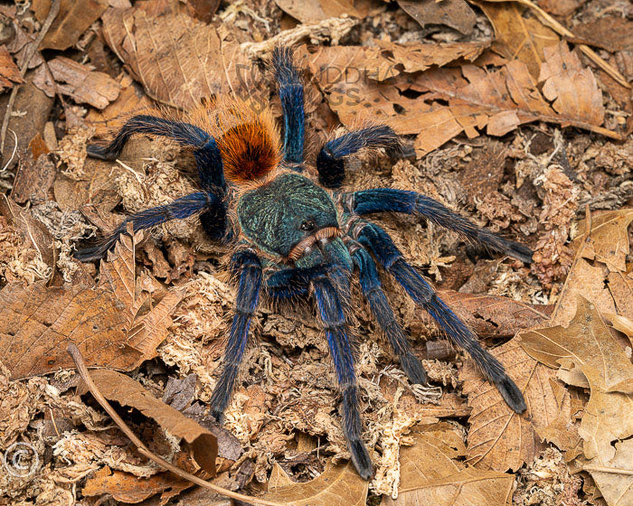 Chromatopelma cyaneopubescens (green bottle blue tarantula)  1"