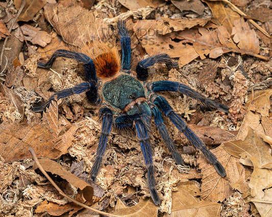 Chromatopelma cyaneopubescens (green bottle blue tarantula)