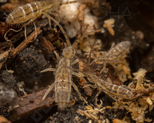 Orchesella texensis (Texas white-banded springtail) 25+ ct