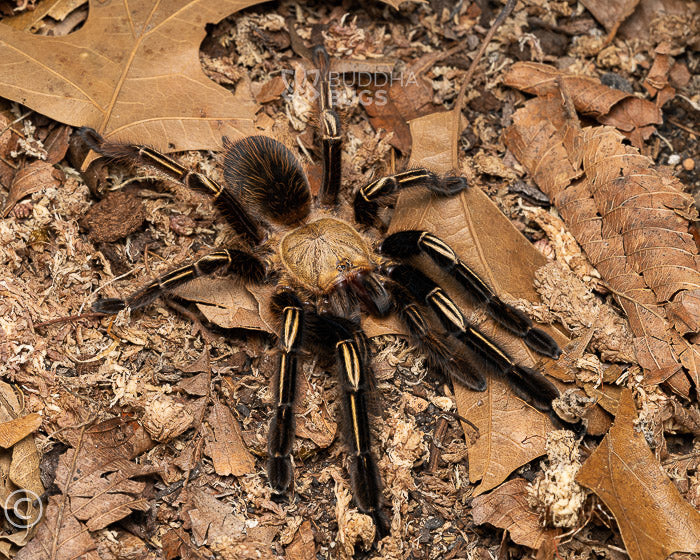 Ephebopus murinus (skeleton leg tarantula) 0.75"