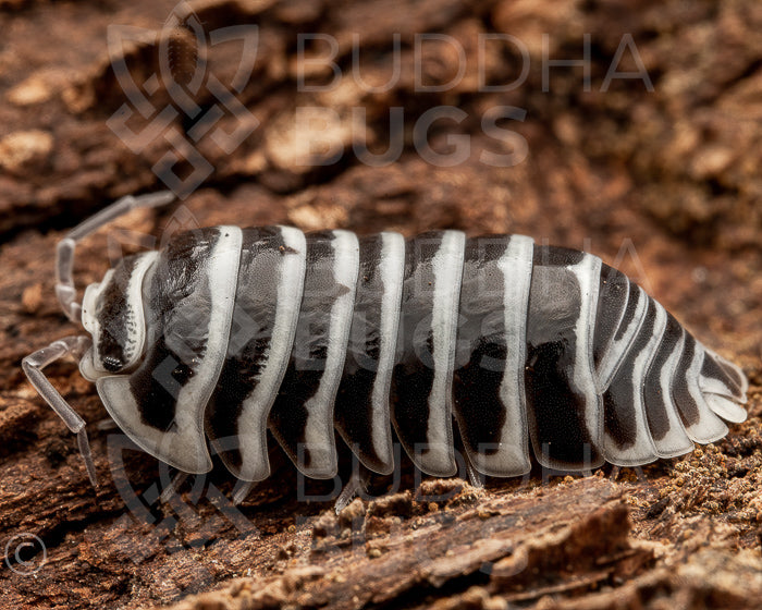 Armadillidium maculatum (zebra isopod) 12ct