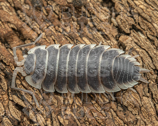 Porcellio hoffmannseggii (Hoffmannsegg’s woodlouse) 6ct