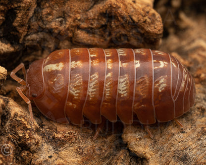 Armadillidium vulgare 'St. Lucia' (common pill woodlouse) 12ct