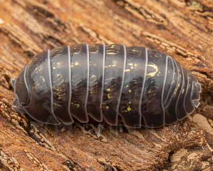 Armadillidium vulgare 'St. Lucia' (common pill woodlouse) 12ct