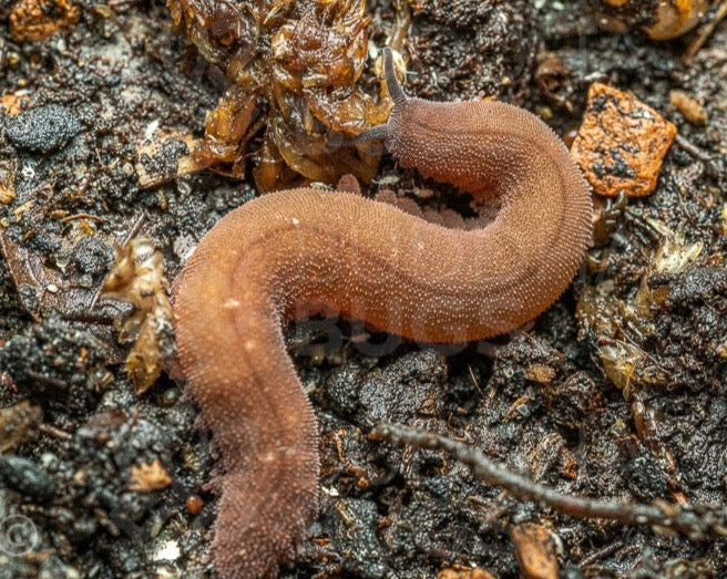 Epiperipatus barbadensis (Barbados brown velvet worm)