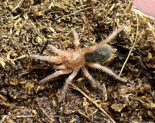 Euathlus truculentus 'blue' (blue femur tarantula) 0.75"