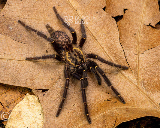 Heterothele gabonensis Gabon blue dwarf baboon tarantula