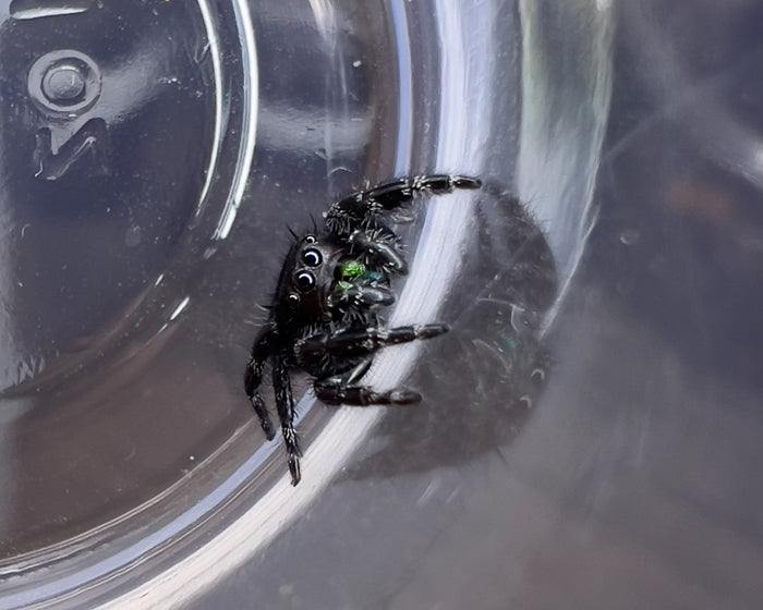 Phidippus audax (bold jumping spider) CB 0.125"