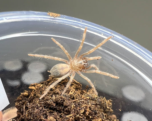 Pseudhapalopus sp. 'blue' (Colombian blue dwarf tarantula) 0.66"