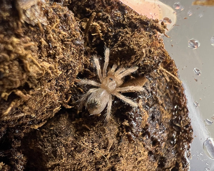 Aphonopelma moderatum (Rio Grande gold tarantula) 0.33"