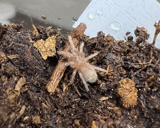 Neischnocolus iquitos (Peruvian sunburst tarantula) 0.5"