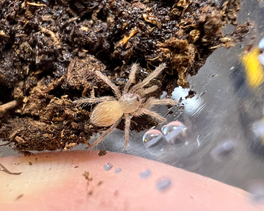 Neischnocolus cf. mecana, formerly Neischnocolus sp. 'Panama' (gold banded sunburst tarantula) 0.33"