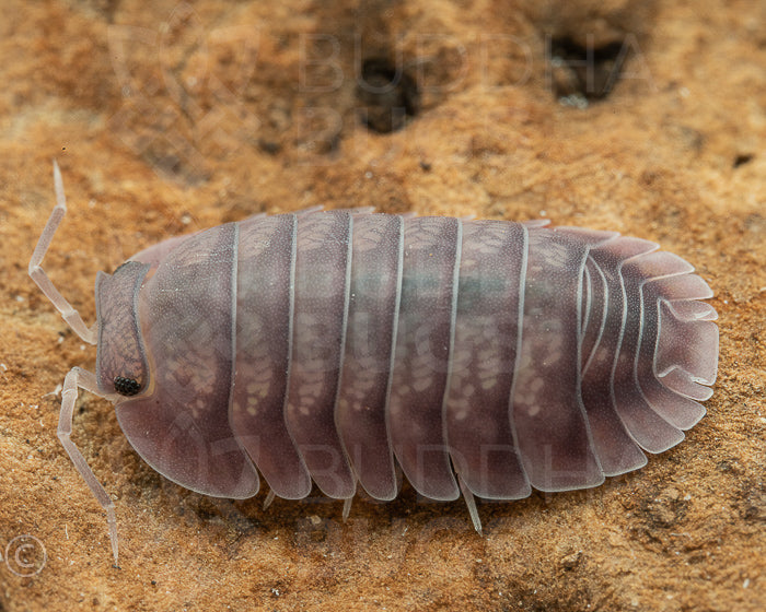  Nesodillo arcangelii purple ghost isopod Cubaris sp. 'purple ghost'