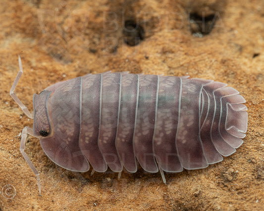  Nesodillo arcangelii purple ghost isopod Cubaris sp. 'purple ghost'